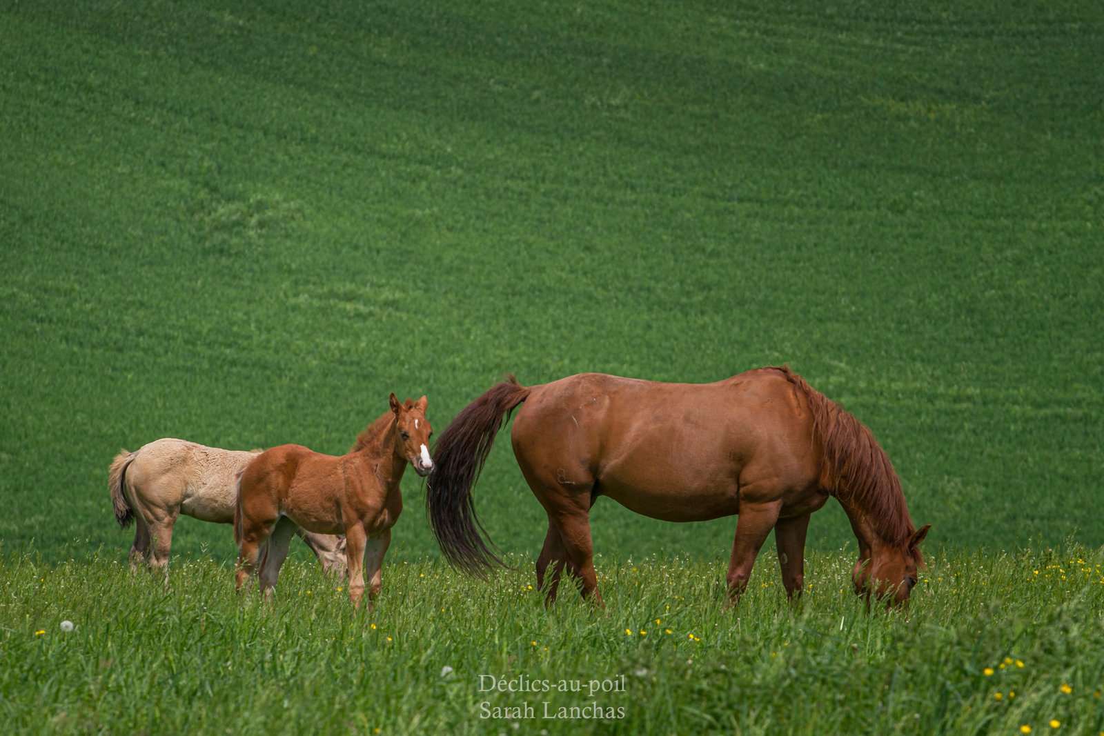 declics au poil photographe animalier 2057