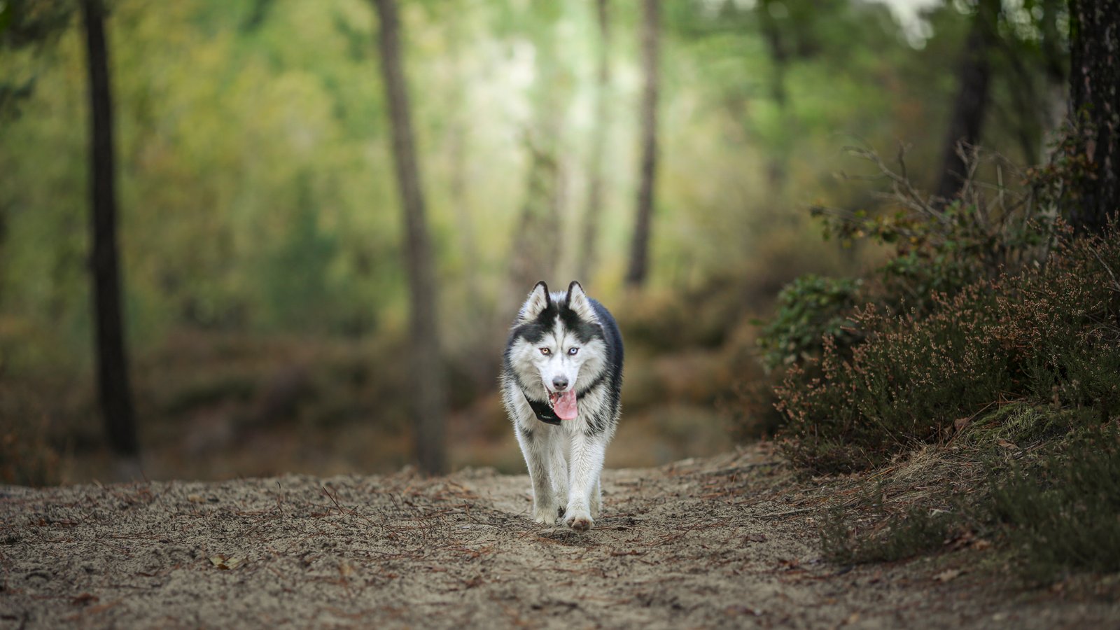 declics au poil photographe canin 5