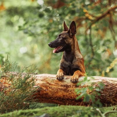 declics au poil photographe malinois