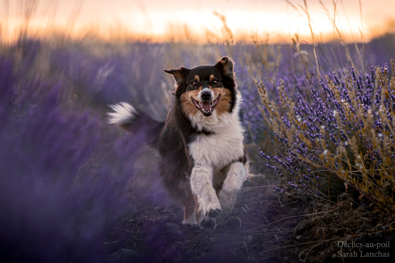 declics au poil photographe canin lavande