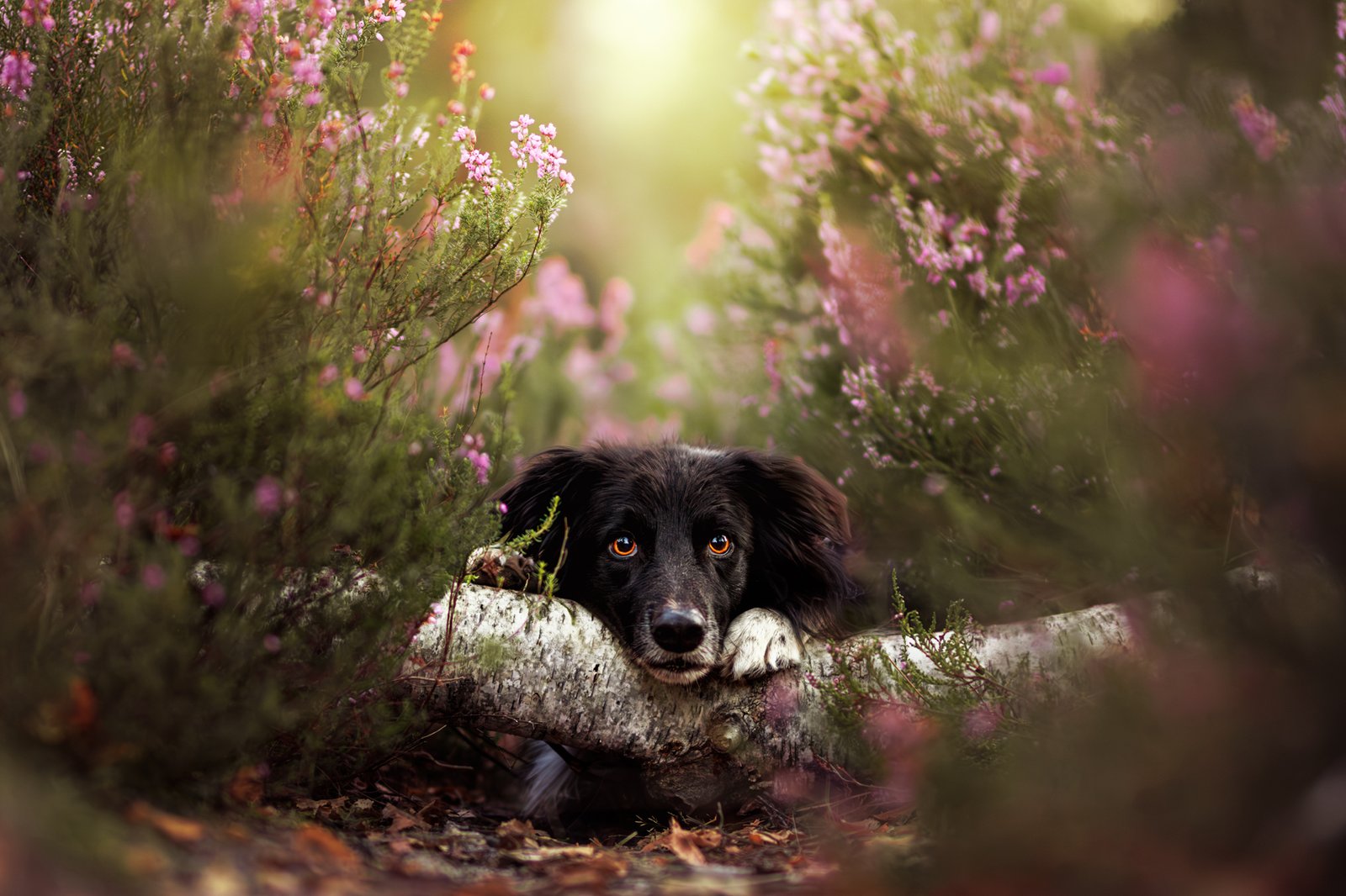 déclics au poil border collie bruyère