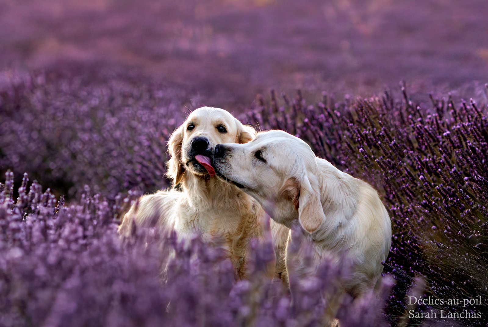 declics au poil chien golden retriever 1