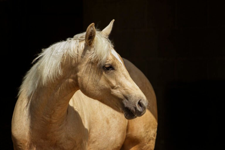 Cheval Quarter Horse palomino séance photo équine d'un cheval en essonne