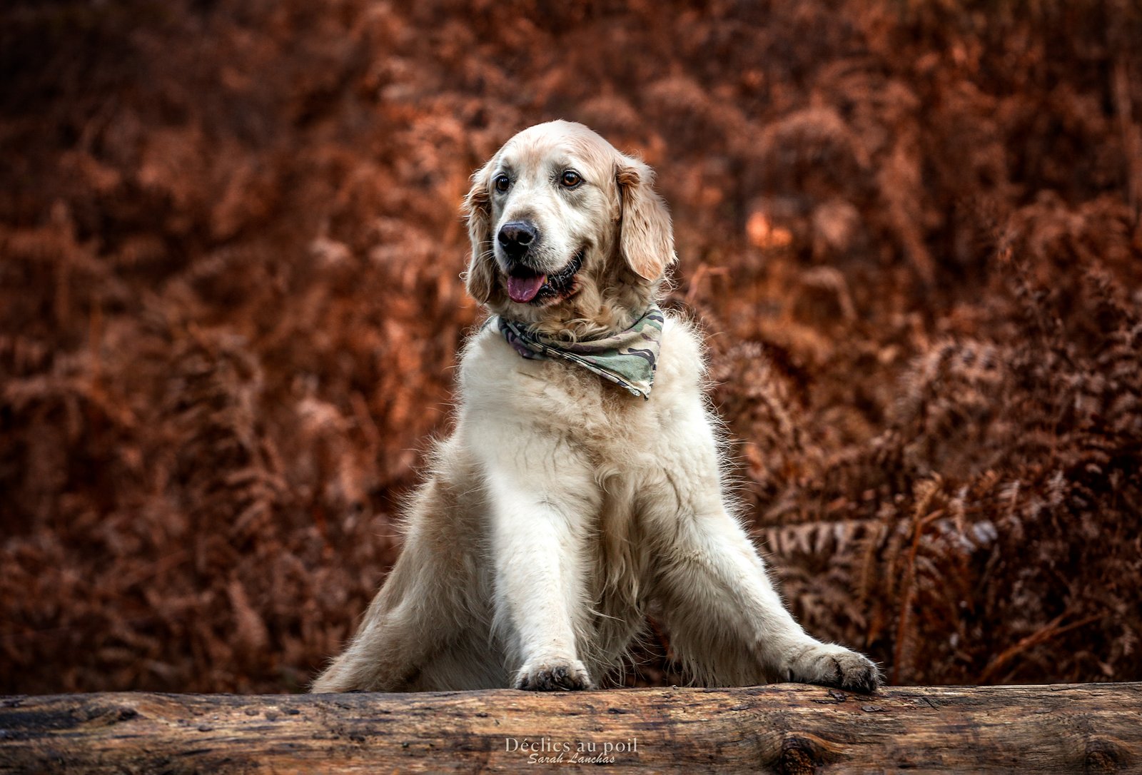 declics au poil golden retriever automne forêt declics au poil golden retriever automne forêt