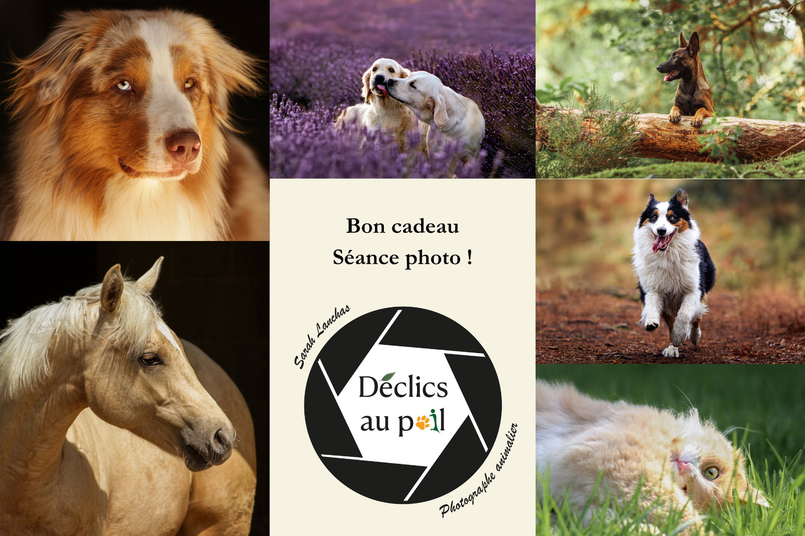 bon cadeau séance photo bon cadeau séance photo