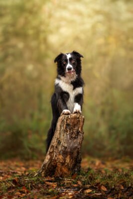 photo portrait de border collie exécutant un tricks