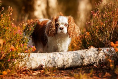 Cavalier King Charles declics au poil, photo d'un chien cavalier king charles en forêt en essonne