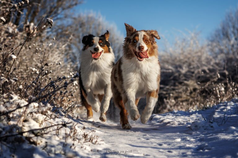 Duo d'Australien dans la neige PHOTOGRAPHE canin en essonne, photo de deux chiens bergers australien