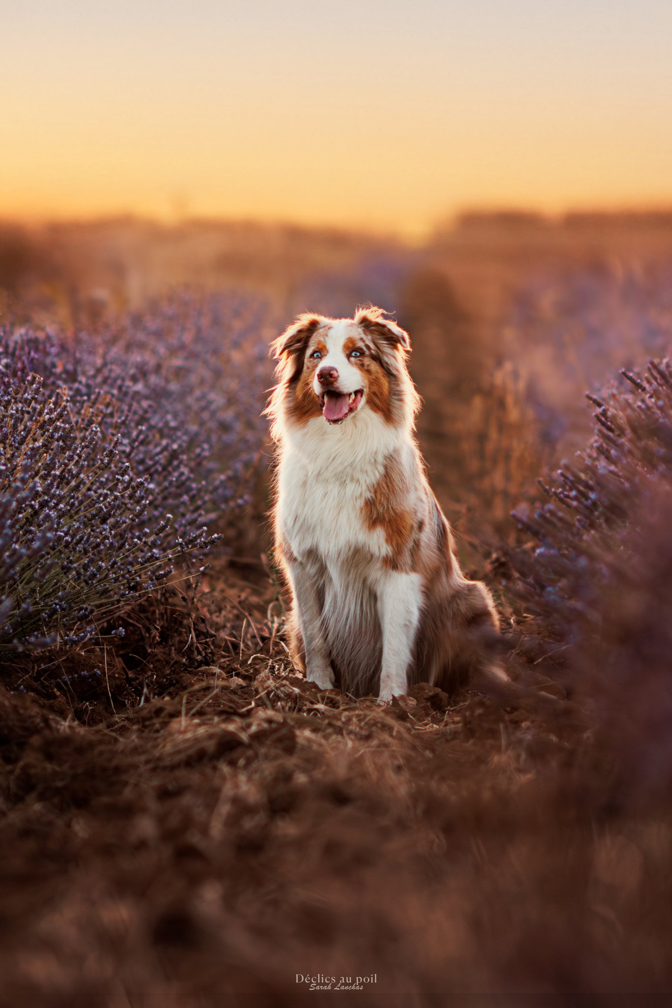 declics au poil berger australien lavande declics au poil berger australien lavande