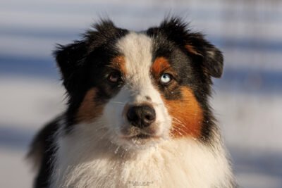 Berger Australien photographe canin en essonne, portrait d'un berger australien