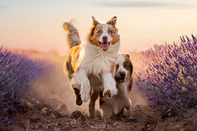 Photo de chien Berger Australien qui courre dans les champs de lavande à Milly la Foret