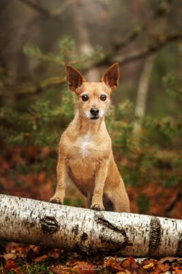 Petit chien photo d'un petit chien lors d'un shooting en foret en ile de france