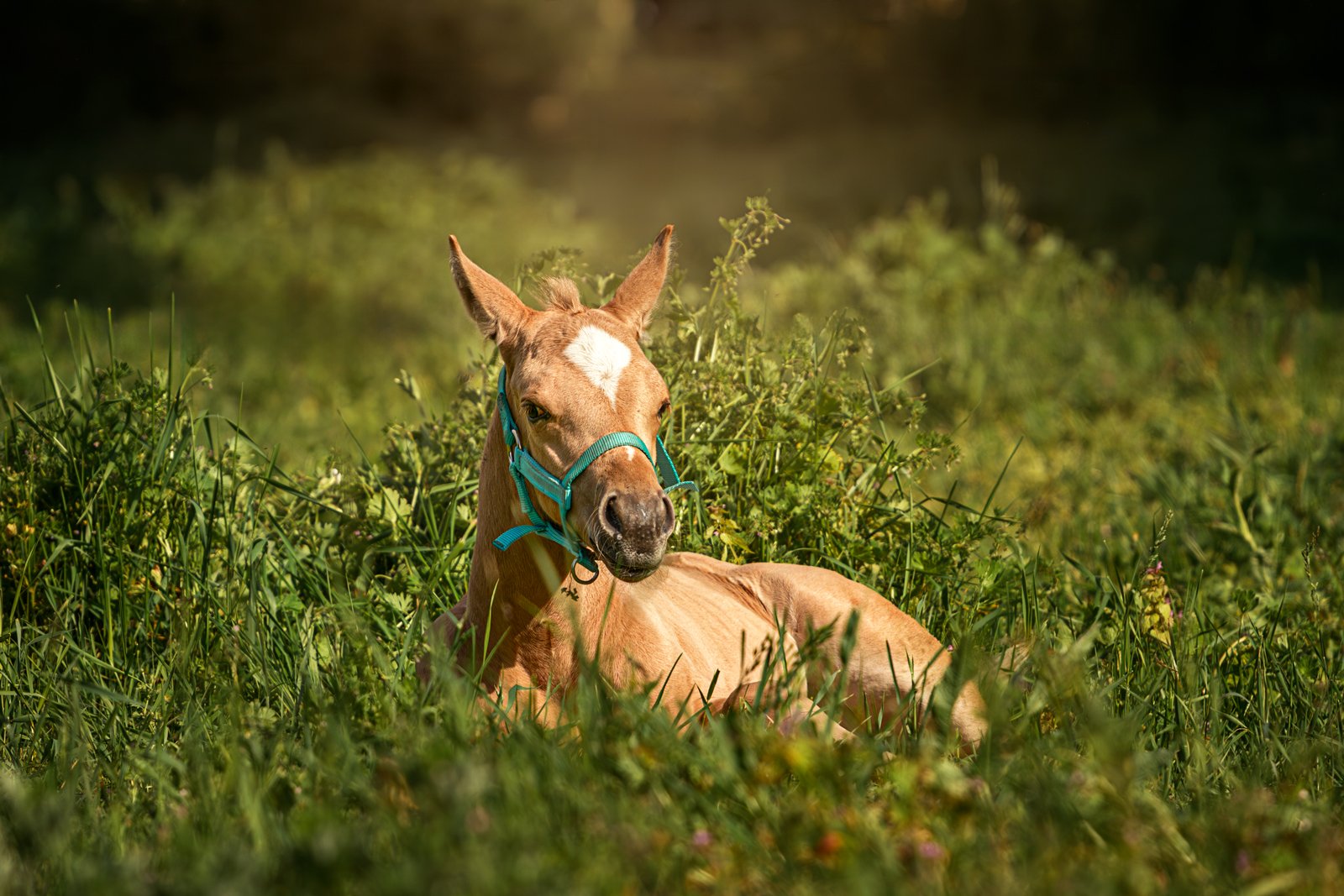 Photo de poulain quarter horse au pré en essonne - séance photo équine en Essonne