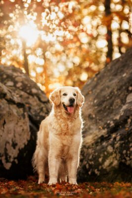 Golden Retriever portrait d'un chien golden retriever en essonne
