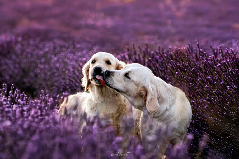 Golden Retriever dans les lavandins du Sud Essonne Photo de deux Golden Retriever dans un champs de lavande en Ile de france - séance photo canine en Essonne