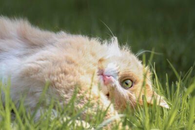 Portrait chat en extérieur Portrait chat dans jardin en Essonne