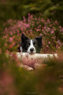 Border Collie dans les bruyères de Rambouillet portrait d'un border collie dans les bruyères de la forêt de rambouillet