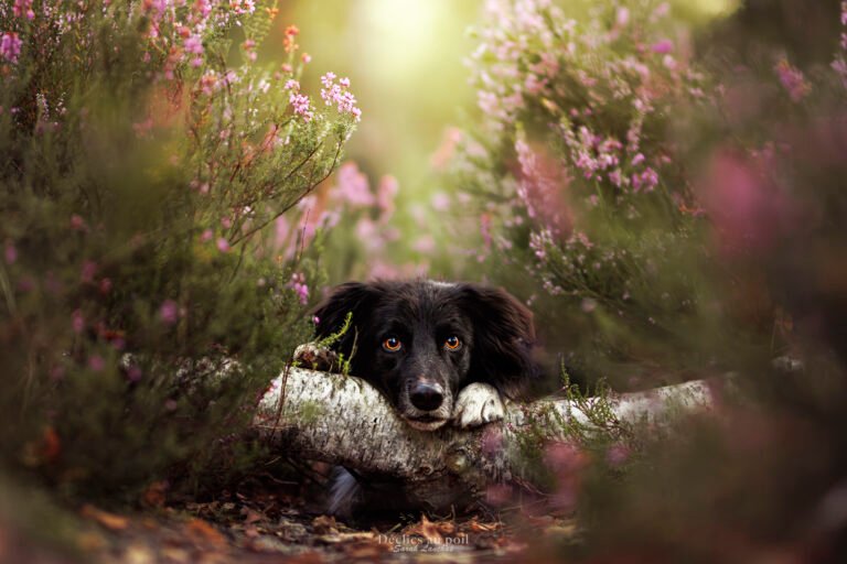 portrait de chien border collie dans la bruyère à rochefort en yvelines