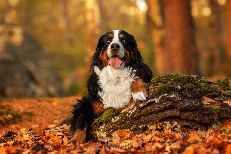 Portrait Bouvier Bernois en forêt à l'automne portrait d'un chien de race bouvier bernois en foret à l'automne en seine et marne - séance photo canine