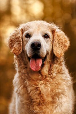 portrait d'un chien golden retriever en foret de fontainebleau à l'automne