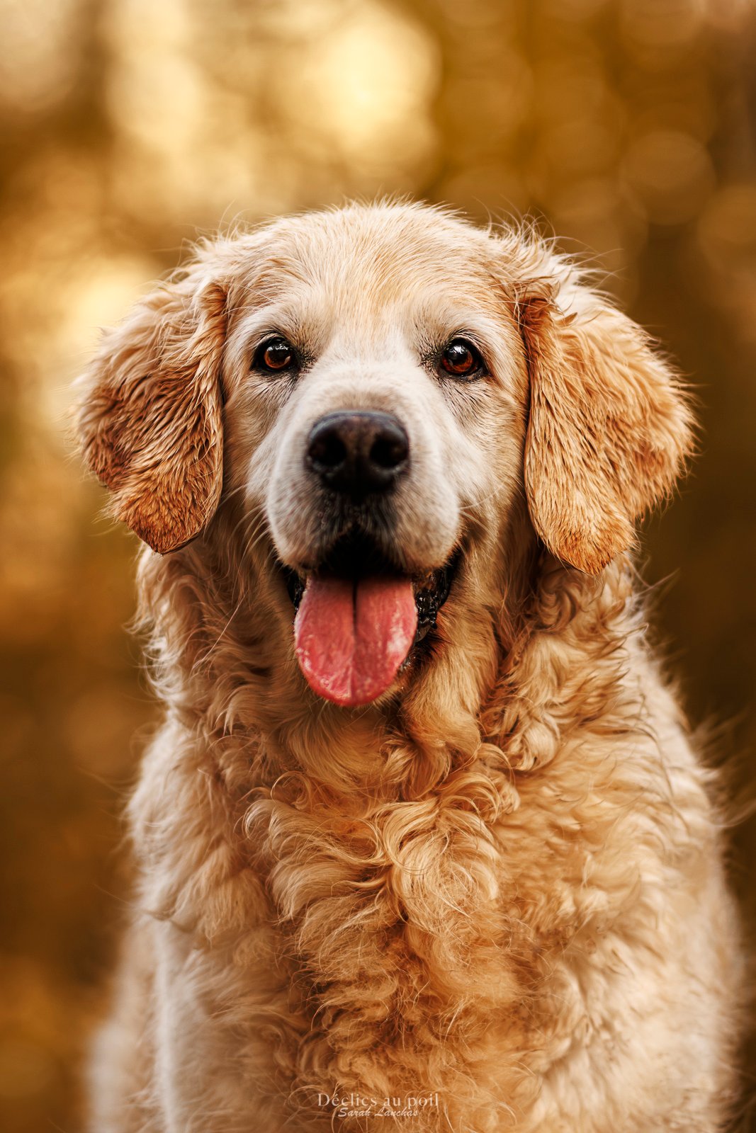 Golden Retriever portrait d'un chien golden retriever en foret de fontainebleau à l'automne