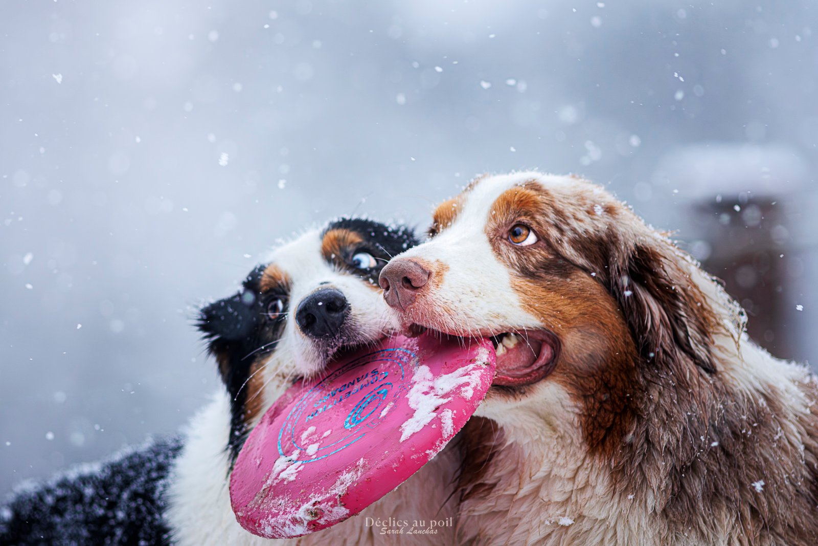 Bergers Australiens en duo portrait d'un duo de berger australien en plein jeu sous la neige à Mereville