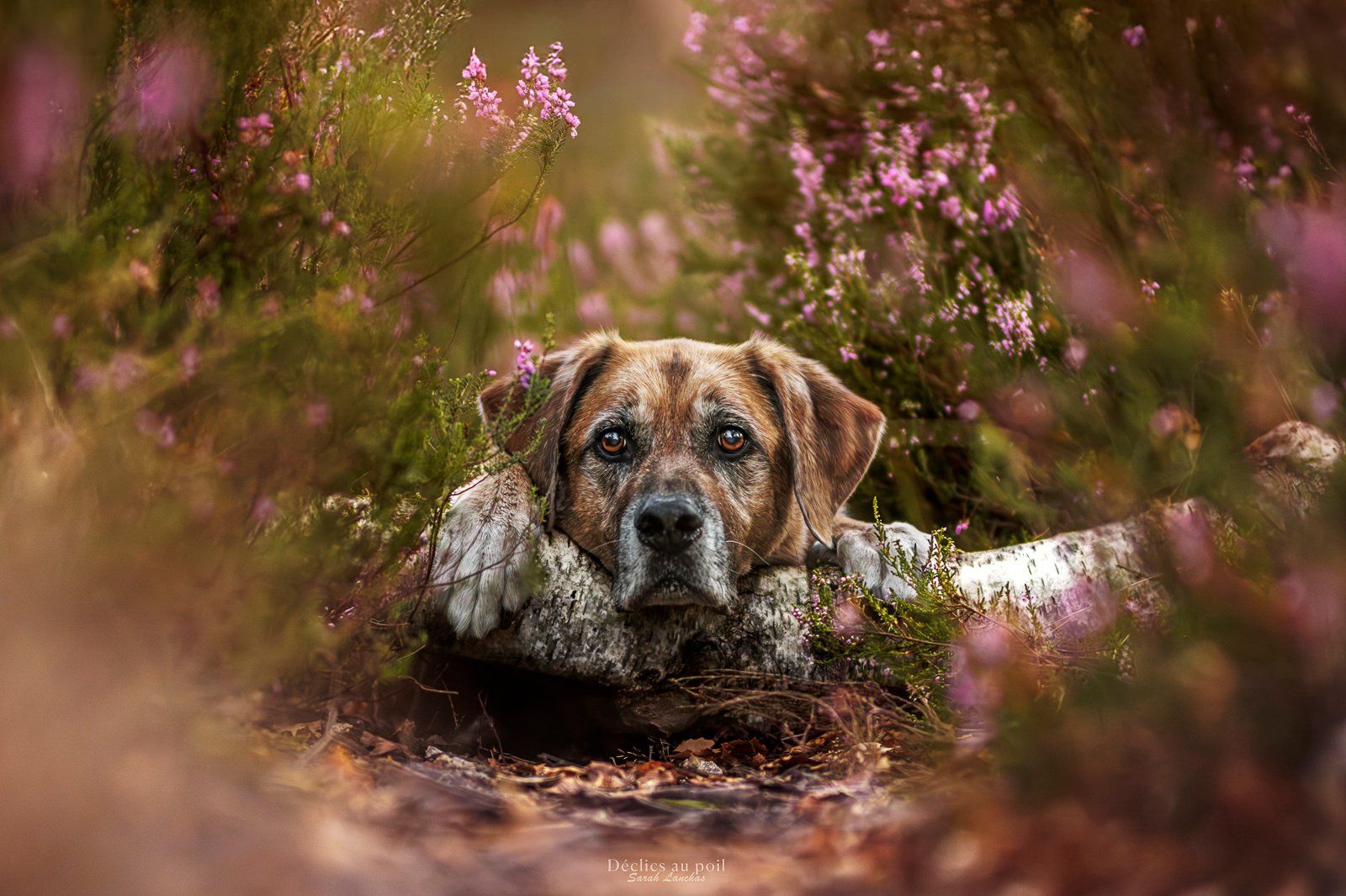 portrait d'un vieux chien dans les bruyère s à rambouillet dans les yvelines