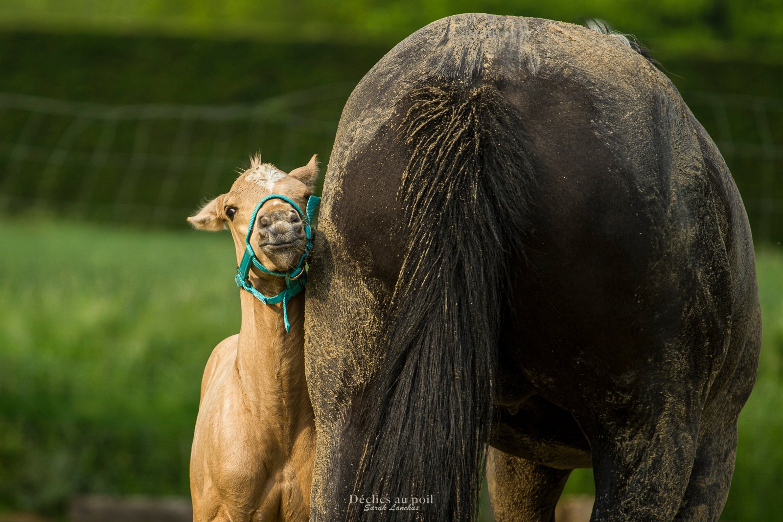 séance photo cheval poulain élevage essonne