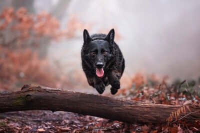Chien en action de saut séance photo chien en action qui saute un tronc d'arbre en essonne à chamarande