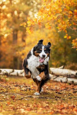 Bouvier Bernois séance photo chien bouvier bernois automne à fontainebleau