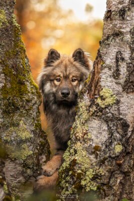 Chien Eurasier séance photo d'un chien de race eurasier en seine et marne