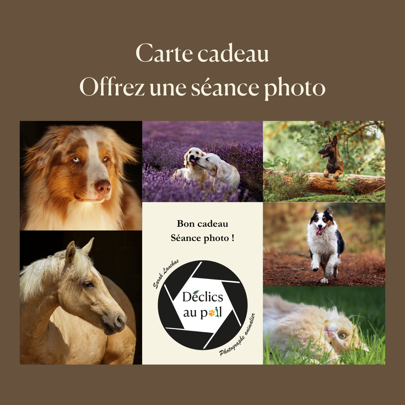 offrir une carte cadeau seance photo animalière chien chat cheval en Essonne, rambouillet, et fontainebleau