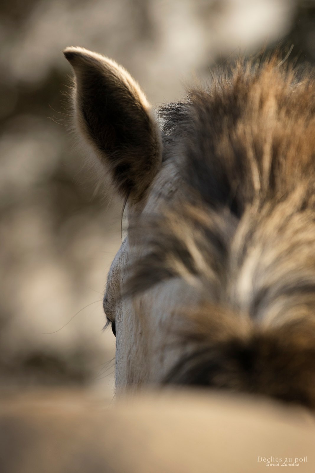 portrait d'un cheval au pré à fontainebleau