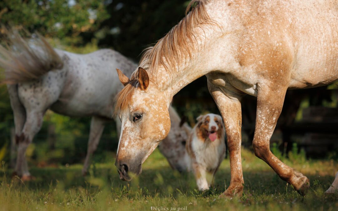 chevaux & chien au pré en essonne