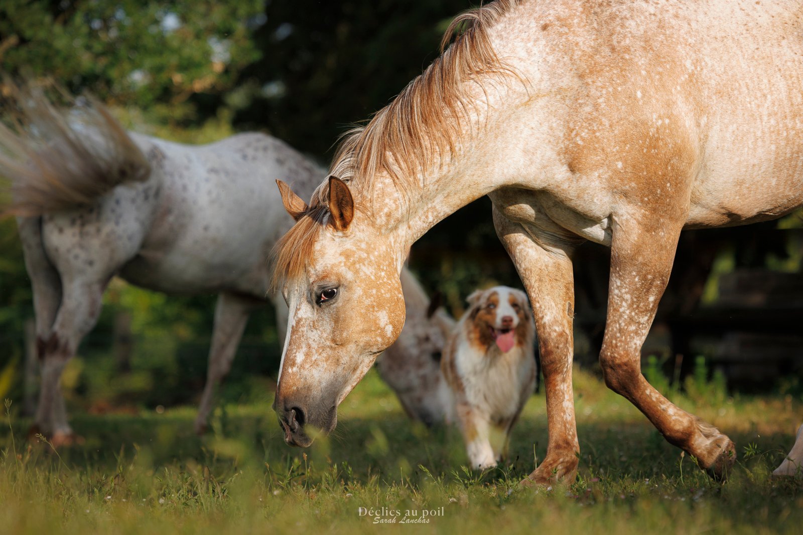 chevaux & chien au pré en essonne