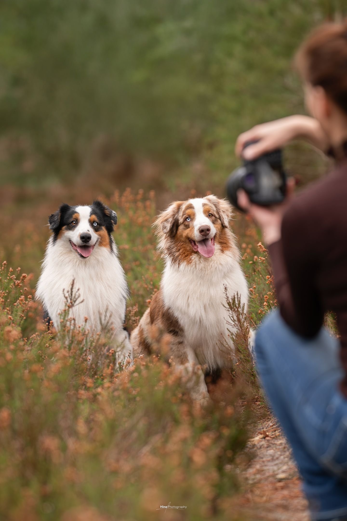 declic au poil sarah photographe canin fontainebleau