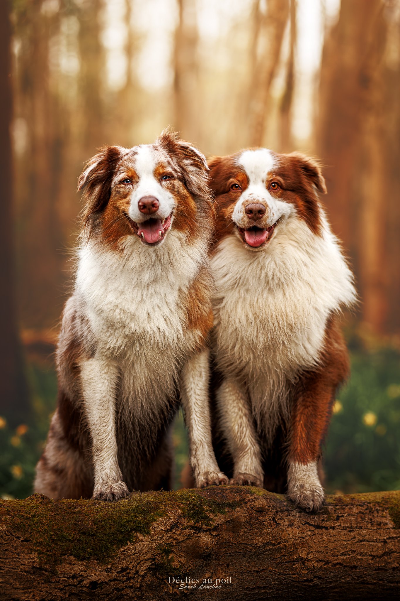 photo berger australien foret mennecy photo de deux chiens berger australien à mennecy dans le parc de Villeroy