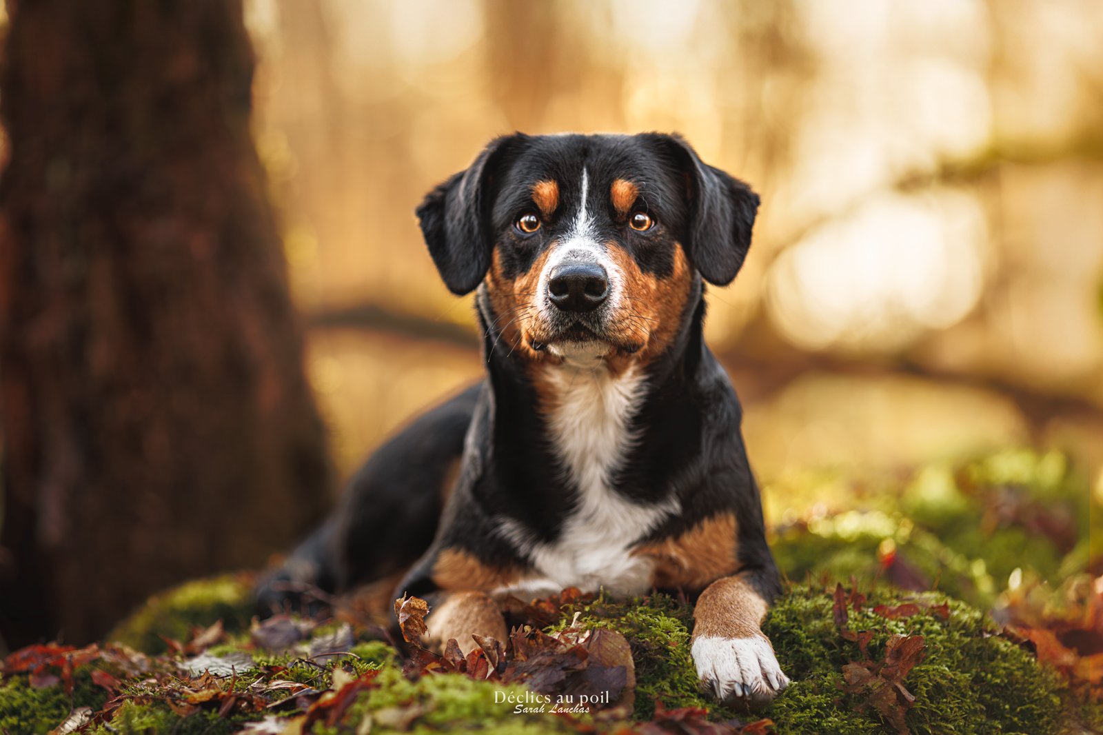 photo bouvier de l'entlebuch foret essonne