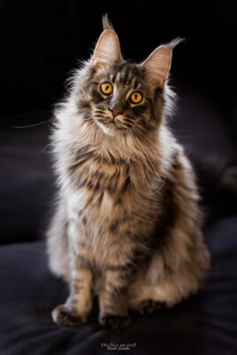 portrait chat maine coon essonne portrait chat maine coon essonne