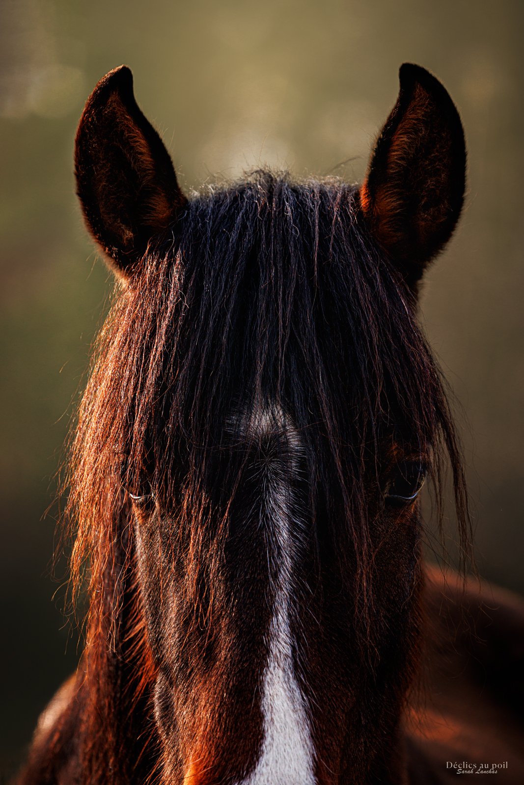 portrait d'un cheval au pré en essonne