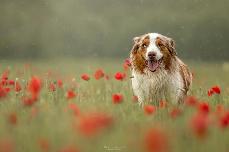 chien berger australien dans un champ de coquelicots en essonne