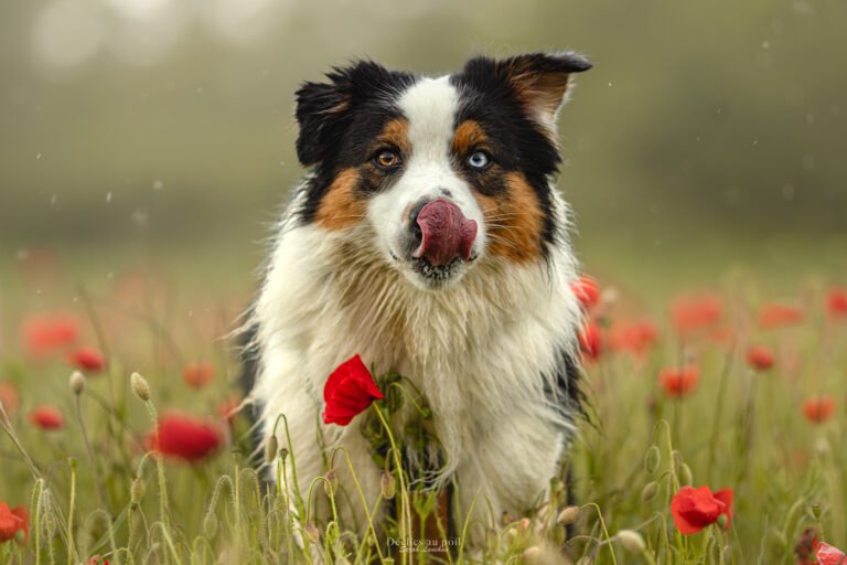 chien berger australien dans un champ de coquelicots en ile de france