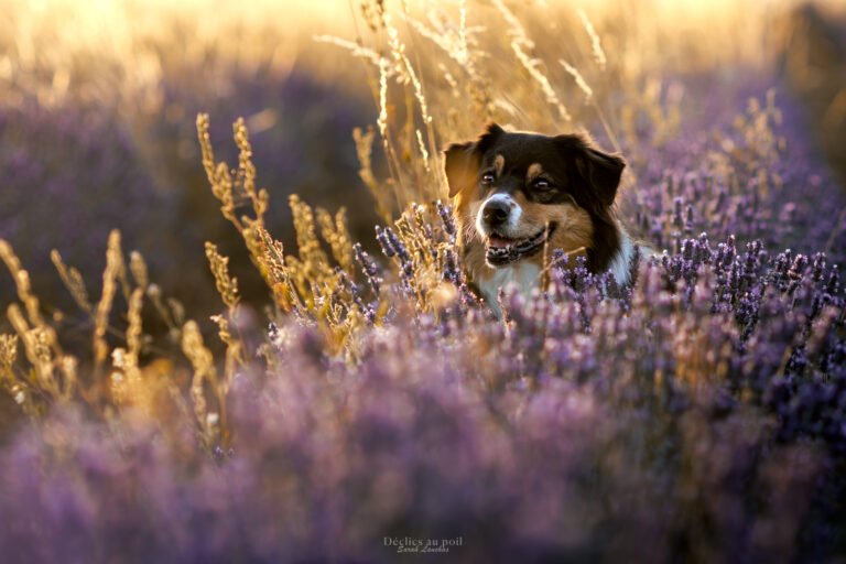 photo d'un chien berger australien dans les lavande à milly la foret en essonne