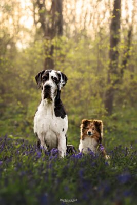 photo d'un berger shetland et d'un dogue allemand en foret à milly la foret en essonne