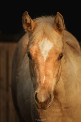photo cheval américain palomino rambouillet photo cheval américain palomino rambouillet