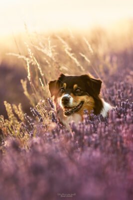 photographie d'un chien berger australien dans un champ de lavande en essonne
