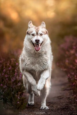 photographie d'un chien husky en pleine course dans la bruyère à rambouillet