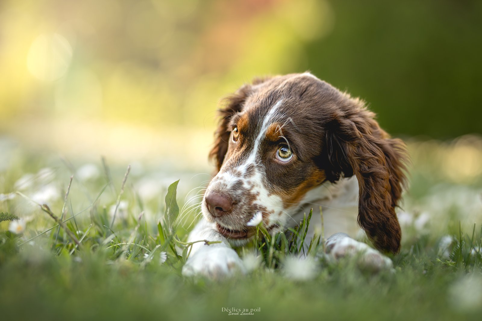 portrait d'un chiot springer anglais en essonne