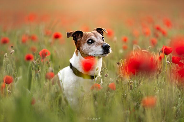photo d'un chien de race jack russel dans un champ de coquelicot à fontainebleau