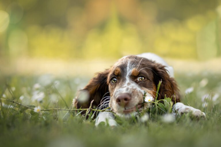 photo d'un chien springer anglais en essonne